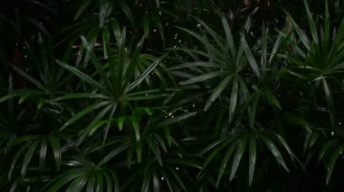 Rüzgarda sallanan koyu palmiye yaprakları