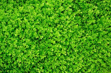 yeşil yapraklar, doğa arkaplanı