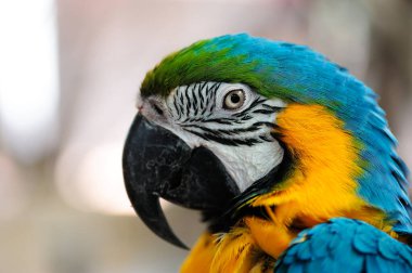 Güzel renkli papağana yaklaş.