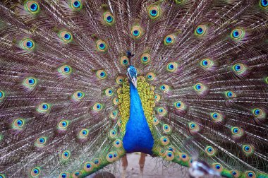 Tavus kuşu güzel kuyruğunu gösteriyor