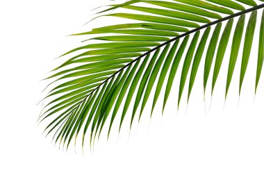 Beyaz arkaplanda izole edilmiş tropikal palmiye yaprağı