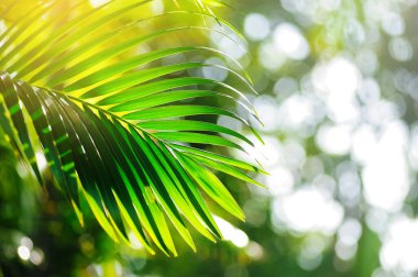 Güneş ışığı yeşil palmiye yaprağında parlıyor ve bulanık arkaplan