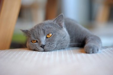 Sıkılmış kedi şiltede dinleniyor, gri kedi yorgun görünüyor.