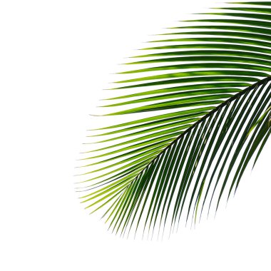 Beyaz arkaplanda yalıtılmış palmiye yaprağı