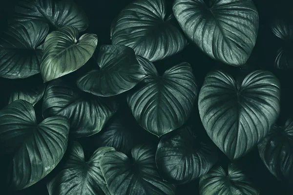 暗い熱帯の葉植物の背景 — ストック写真