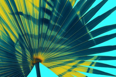 Mavi arkaplanda tropikal palmiye yaprağı, tonlanmış işlem