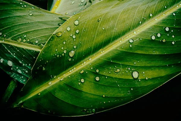 Vatten Droppar Blad Renhet Natur Bakgrund — Stockfoto