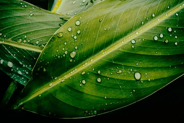 Gouttes Eau Sur Feuille Fond Nature Pureté — Photo