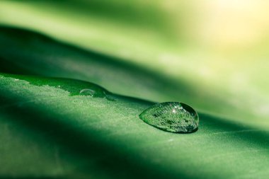 Yaprağın üzerine su damlaları, saf doğa arkaplanı