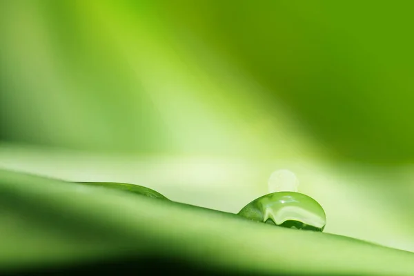 Water Druppels Blad Zuiverheid Natuur Achtergrond — Stockfoto