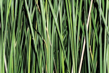 tepeden çim görünümü