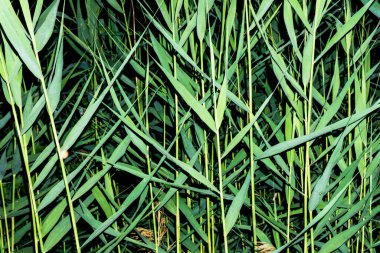 tepeden çim görünümü