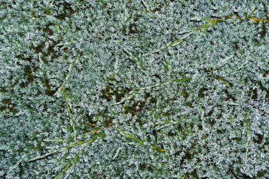 tepeden çim görünümü