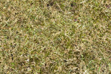 yeşil çimen arkaplan dokusu