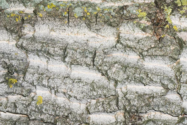 木の抽象的なテクスチャパターンの背景ビュー — ストック写真