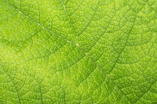 Textura Folha Verde Close — Fotografia de Stock