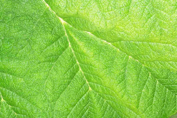 Texture Foglia Verde Vicino — Foto Stock