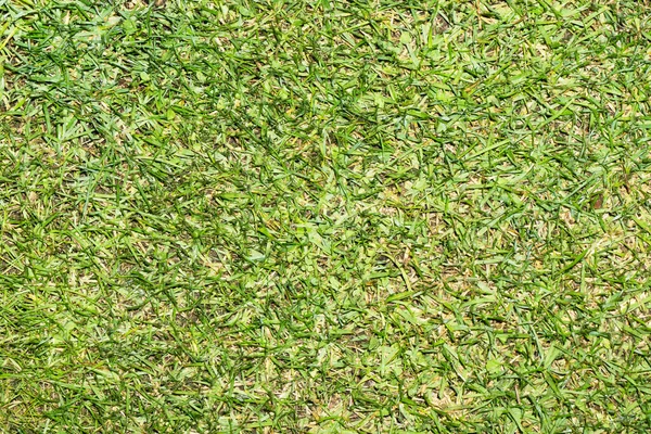 Текстура Фону Зеленої Трави — стокове фото