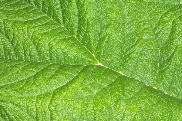 Textura Folha Verde Close — Fotografia de Stock