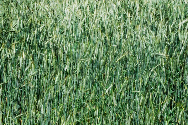 Green Grass Background Texture — Stock Photo, Image