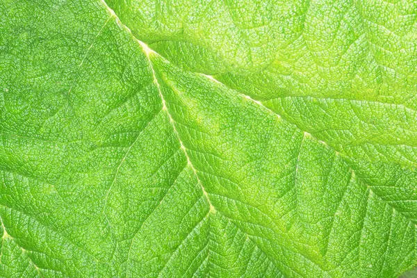 Green Leaf Texture Close Stock Image