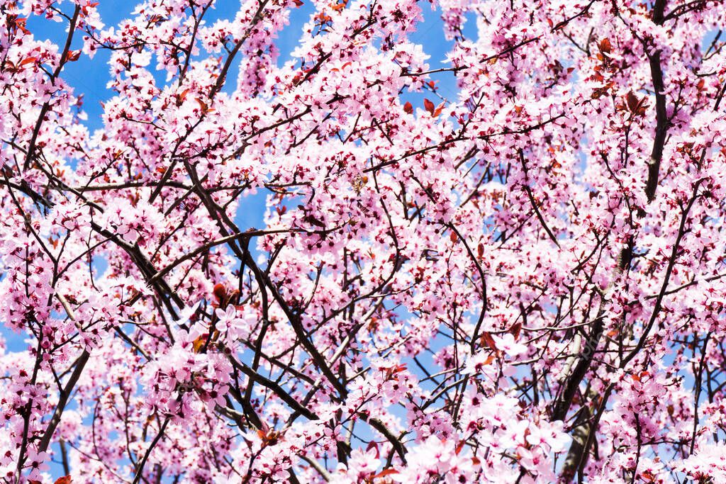 Cherry blossom tree. Pink color flowers outdoor background. Blue cloudy sky spring season in Europe. Bright pink white color floral texture.