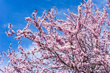 Kiraz çiçeği ağacı. Pembe çiçek, arka planda pembeleşir. Avrupa 'da mavi bulutlu bahar mevsimi. Parlak pembe çiçek deseni..