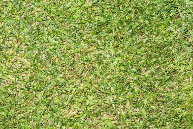 yeşil çimen arkaplan dokusu 