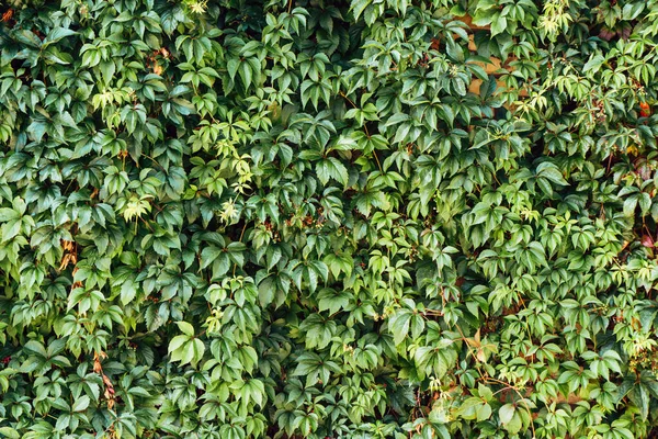 Feuilles Vertes Dans Jardin Été Fond Nature — Photo