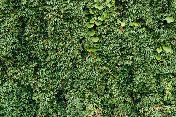 Feuilles Vertes Dans Jardin Été Fond Nature — Photo