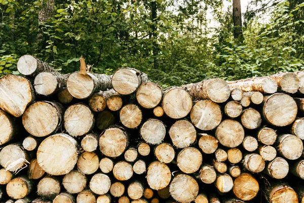 Pile Firewood Logs Stacked Forest — Stockfoto