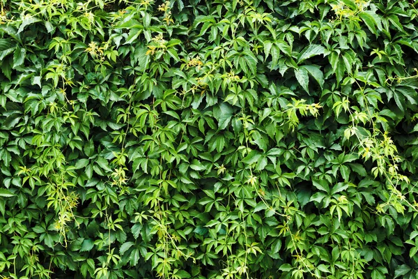 Feuilles Vertes Dans Jardin Été Fond Nature — Photo