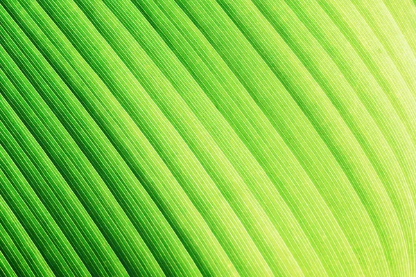 Grüne Blatt Hintergrund Textur — Stockfoto