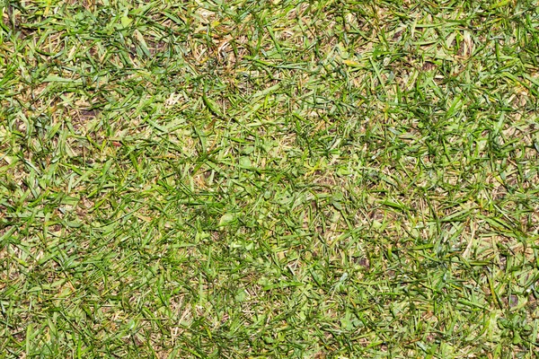 Текстура Фону Зеленої Трави — стокове фото