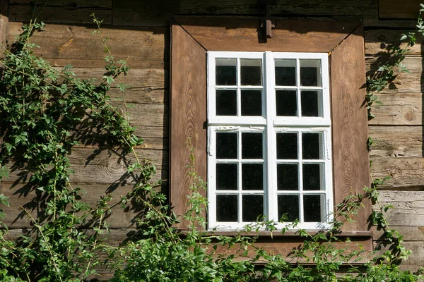 木制窗户背景 乡村村舍的墙壁 老式小木屋白色漆框 乡村建筑质感 攀登植物背景 爬行植物质感 Gedge Bush Pattern — 图库照片