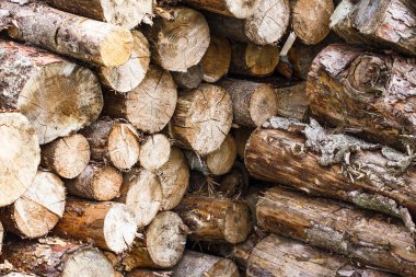 Ormanda yakacak odun yığını