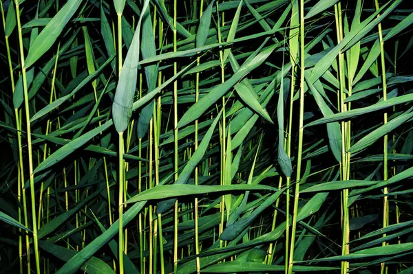 Iarbă Verde Fundal Timp Vară — Fotografie, imagine de stoc