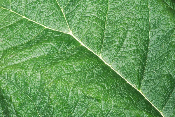 Green Leaf Texture Close — Stock Photo, Image