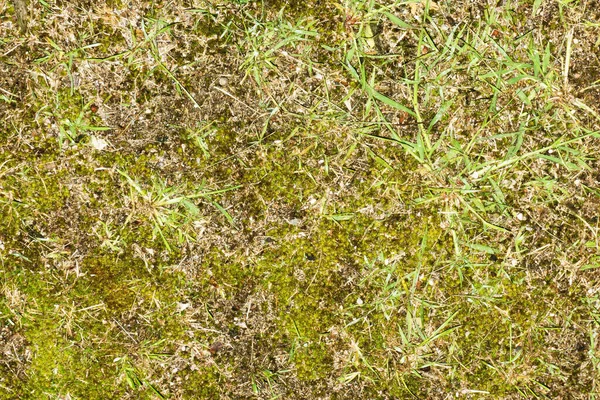 Текстура Зеленой Травы — стоковое фото