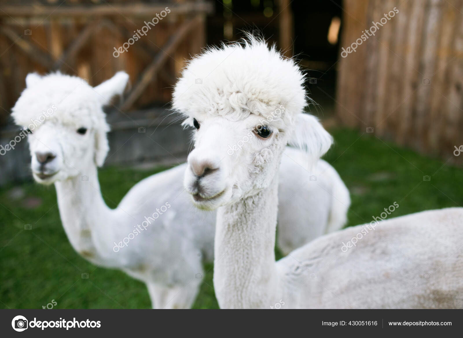 農場のかわいいアルパカ ストック写真 C Szakalikus