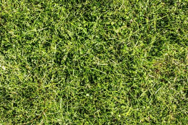 yeşil çimen dokusu arkaplanı