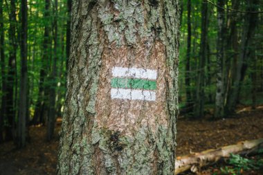 Yürüyen patikalar. Yeşil orman yolu. Kahverengi ağaç gövdesi. Boyadan yapılmış rehber levhası. Sembol doğru yolu gösteriyor. Orman navigasyon haritası. Polonya 'daki Bieszczady Ulusal Parkı.