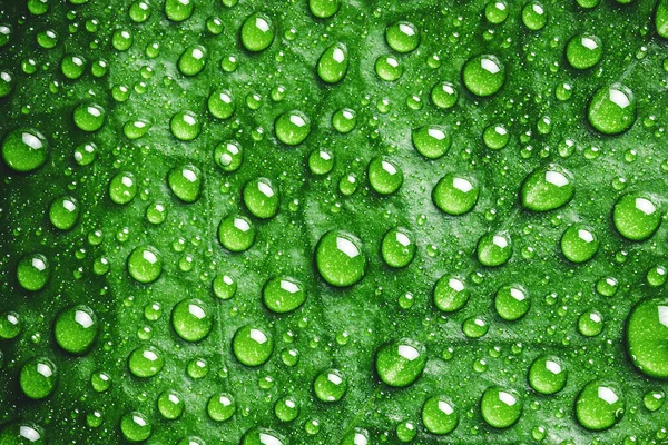 Gotas Água Uma Folha Verde — Fotografia de Stock