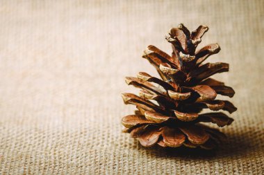 Çam kozalağı yakın görüntüsü 