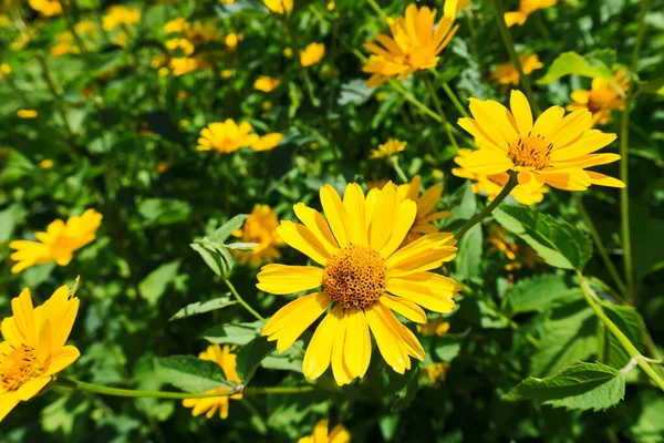 Fleurs Jaunes Vue Rapprochée — Photo