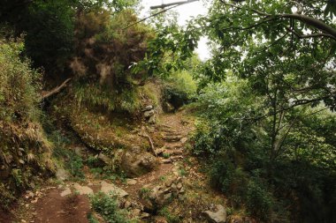 Dağlardaki ormanın manzarası