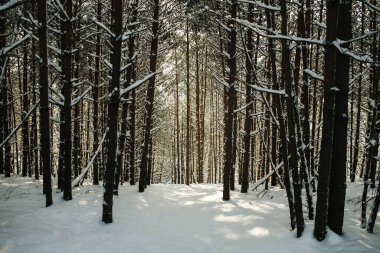 Dağlarda kış ormanı