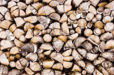 Ormanda yakacak odun yığını