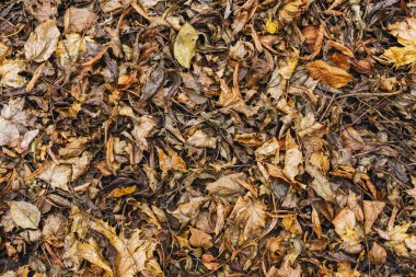 Bahçedeki kuru yapraklar