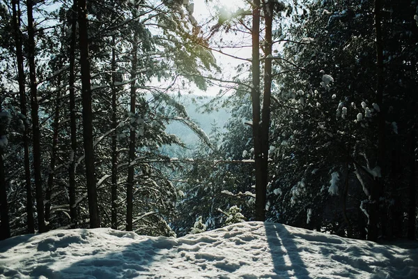 winter forest in the mountains